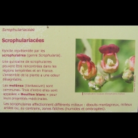 Famille Scrophulariacees ou Scrophulariaceae (txt)
